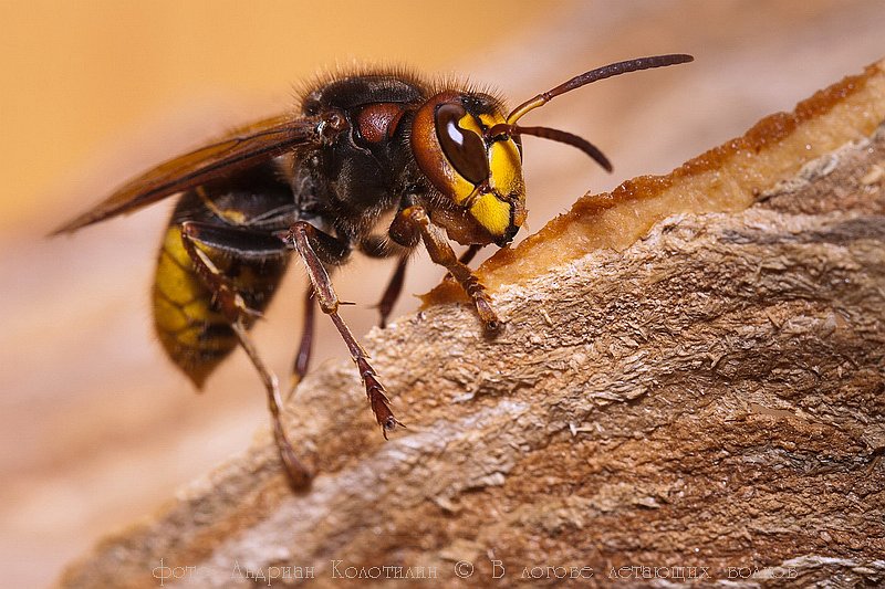 Отличия осы, пчелы, шершня и шмеля: чем отличаются насекомые и их сравнение с фото