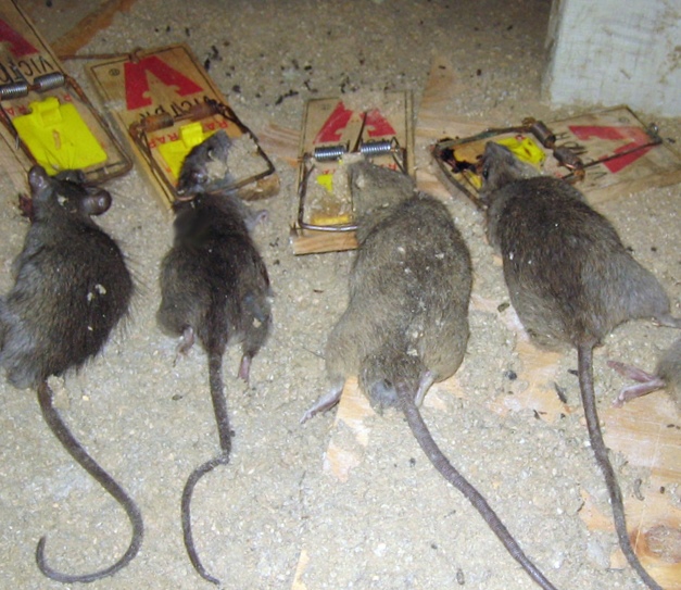 Как избавиться от запаха мышей в помещении, если мышь умерла?
