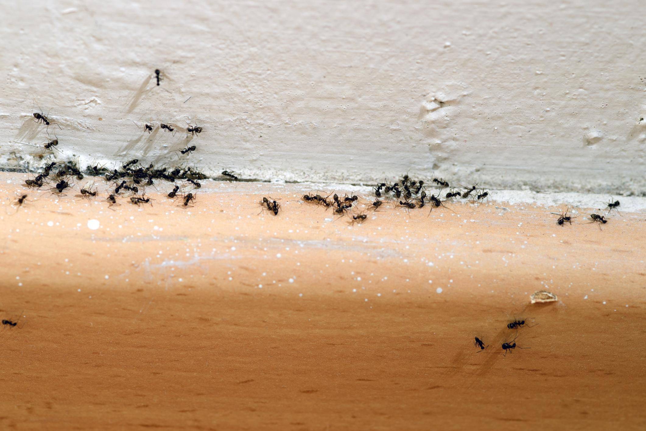 Средства от красных муравьев топ-5 препаратов для уничтожения