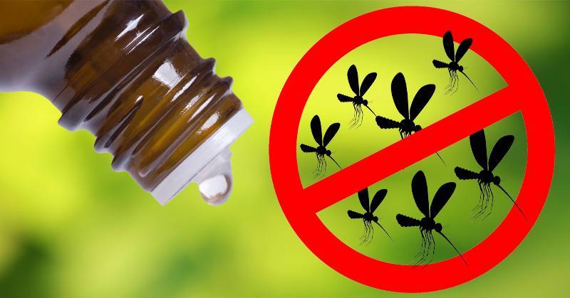 Защита от укусов комаров: проверенные рецепты лучших народных средств