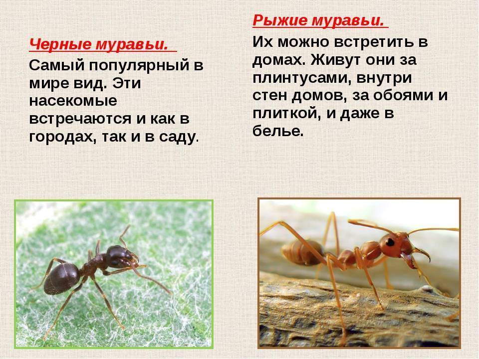 Сообщение о муравьях - строение и жизнь насекомого