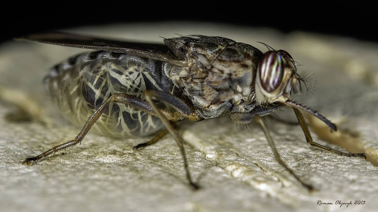 Муха цеце насекомое. образ жизни и среда обитания мухи цеце