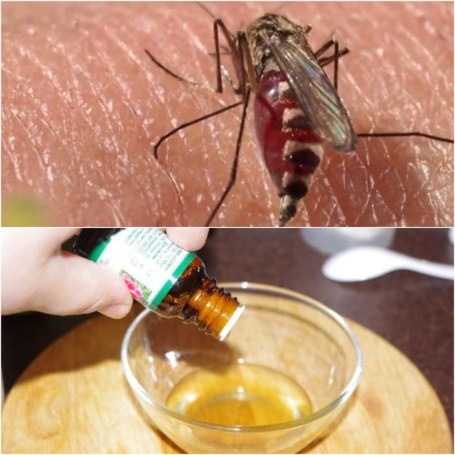 Народные средства от комаров: чем отпугнуть, чем снять зуд от укуса