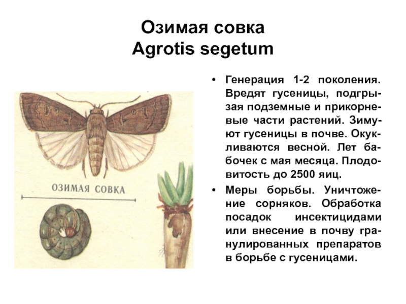 Бабочки и гусеницы совки - как избавиться: препараты, народные методы