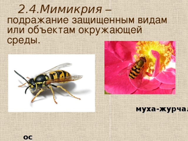 Муха журчалка - описание, особенности и вред