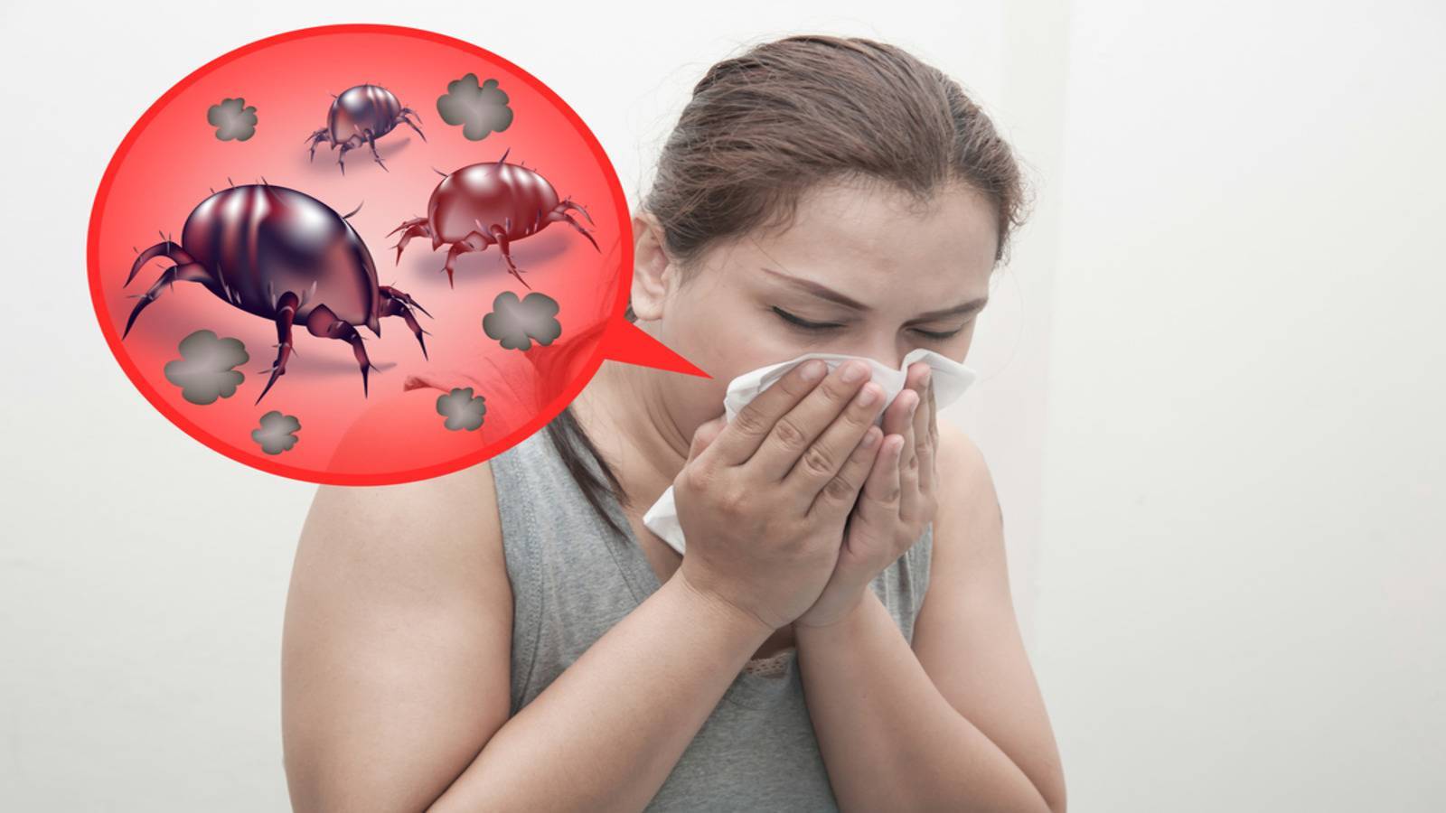 Аллергия на пылевого клеща - причины появления, как избавится, меры профилактики
