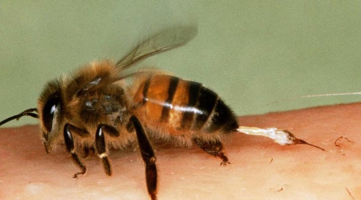Жало пчелы — как выглядит, где находится, схема ужаливания
