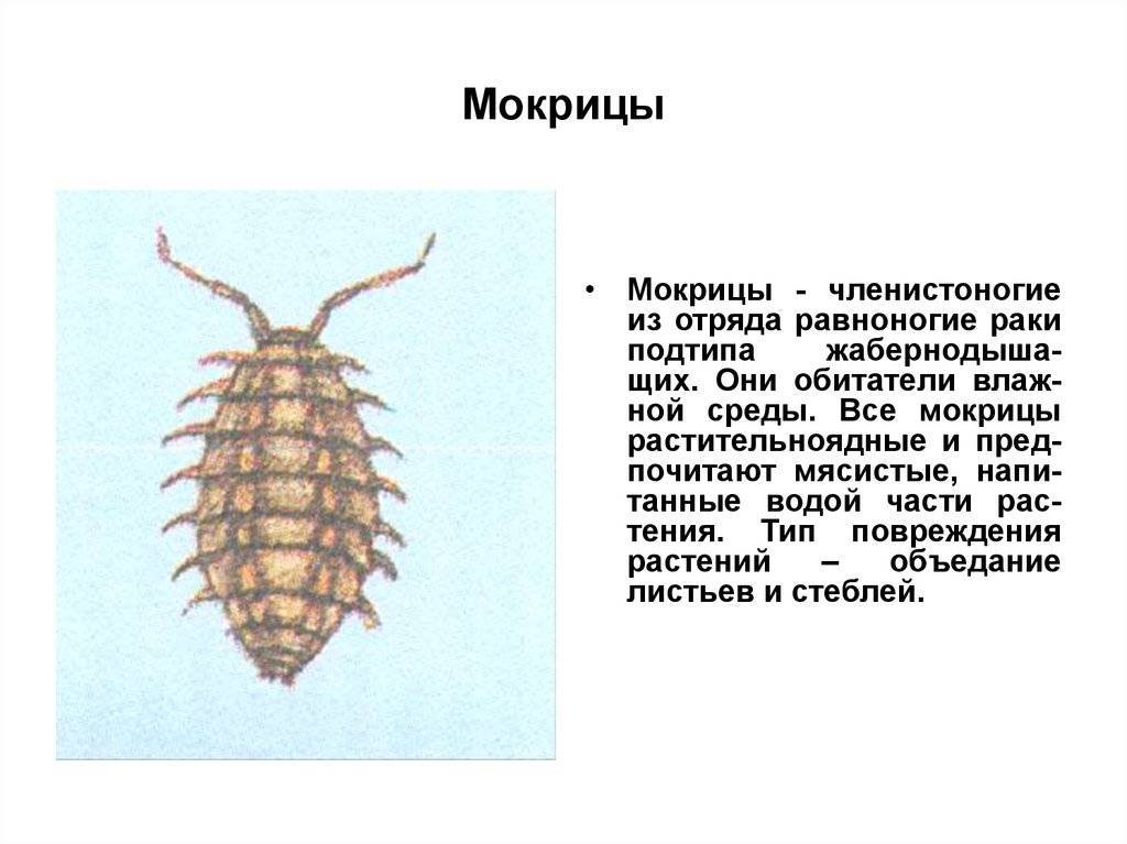 Сделайте описание мокрицы по следующему плану какую среду обитания освоили мокрица впр