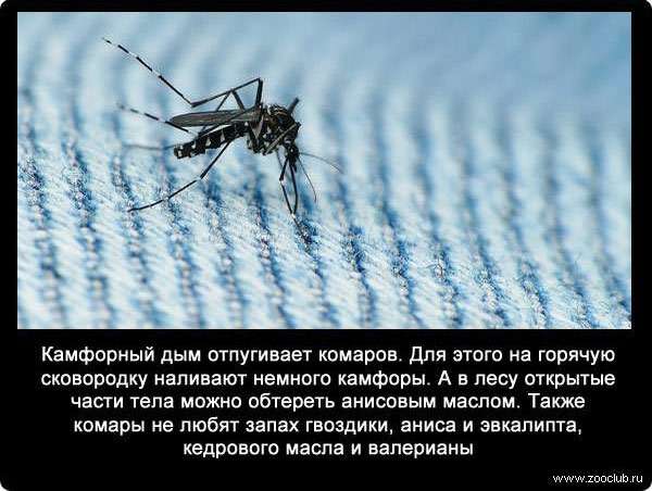 Интересные факты о комарах, или за что уважать кровососа