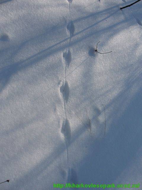 Следы крысы на снегу - фото и описание