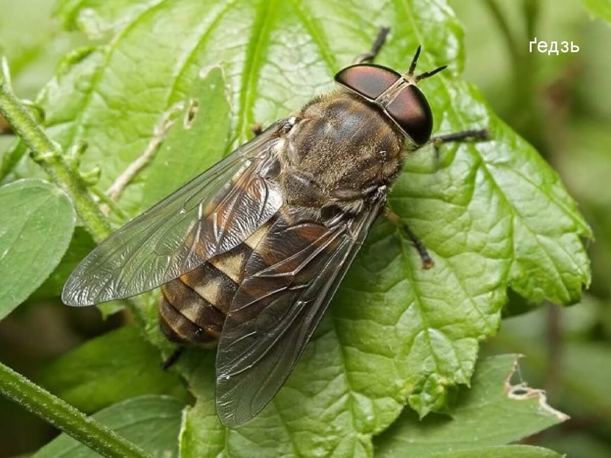 Овод: обычная муха или опасный паразит