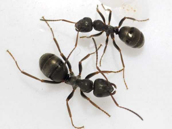Как избавиться от муравьев: фото, видео, способы борьбы с муравьями