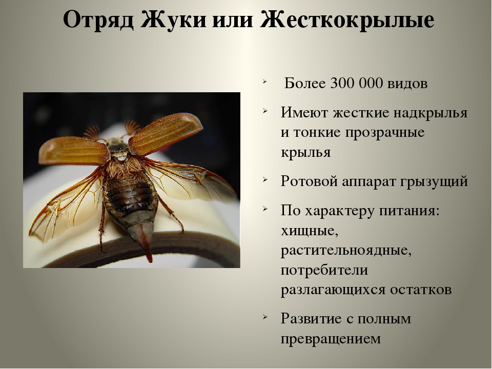 Моль: виды и какие из них могут появиться в квартире, причины появления, фото, чем питается насекомое