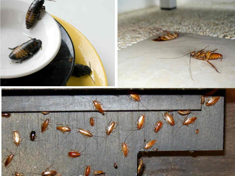 Как избавиться от черных тараканов в квартире?
