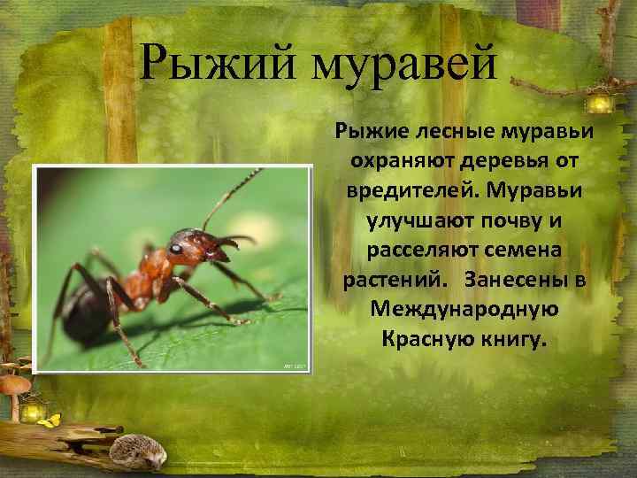 Лесные муравьи доме: как избавиться народными средствами