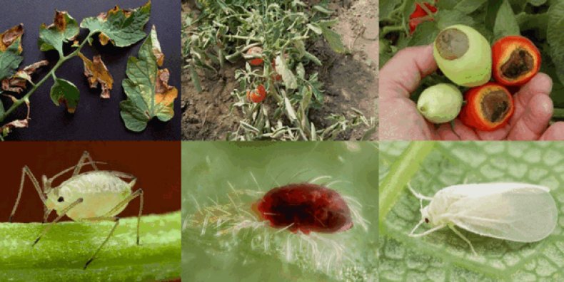 Белокрылки на помидорах: методы борьбы в теплице и в грунте