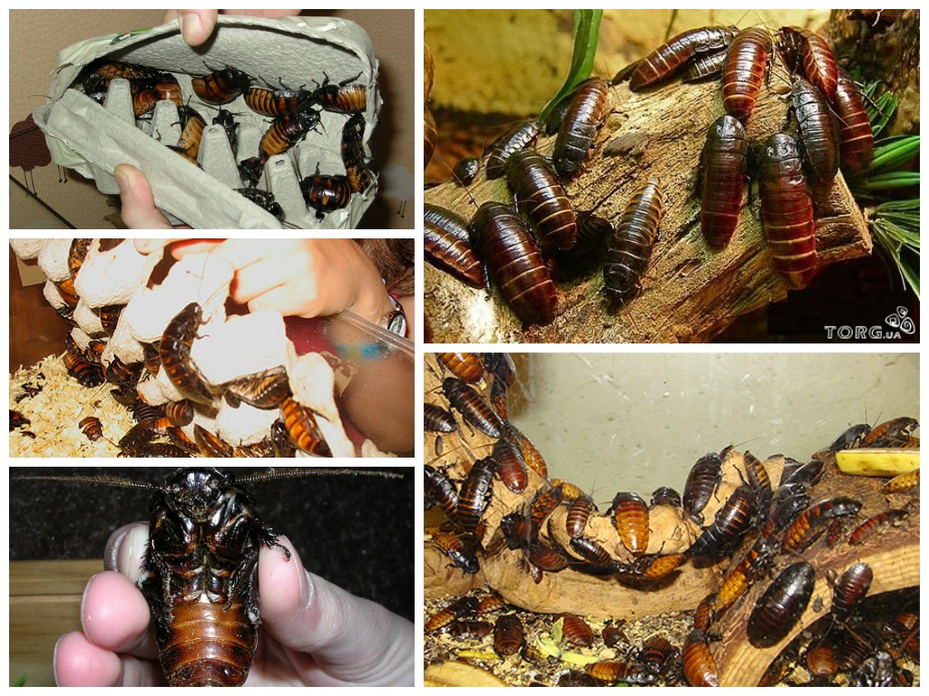 Размножение домашних тараканов — условия размножения тараканов