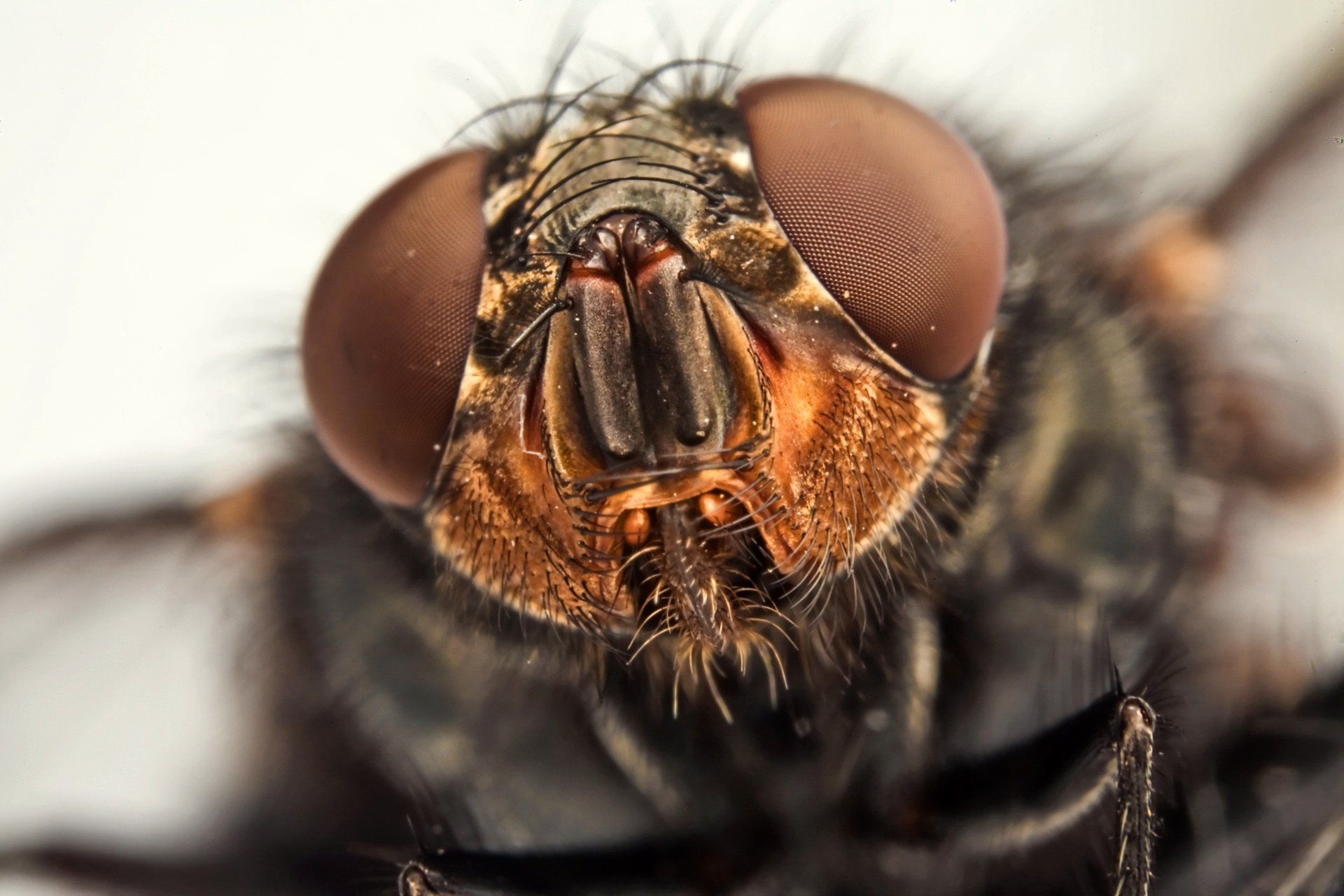 Сколько живут мухи и другие интересные факты