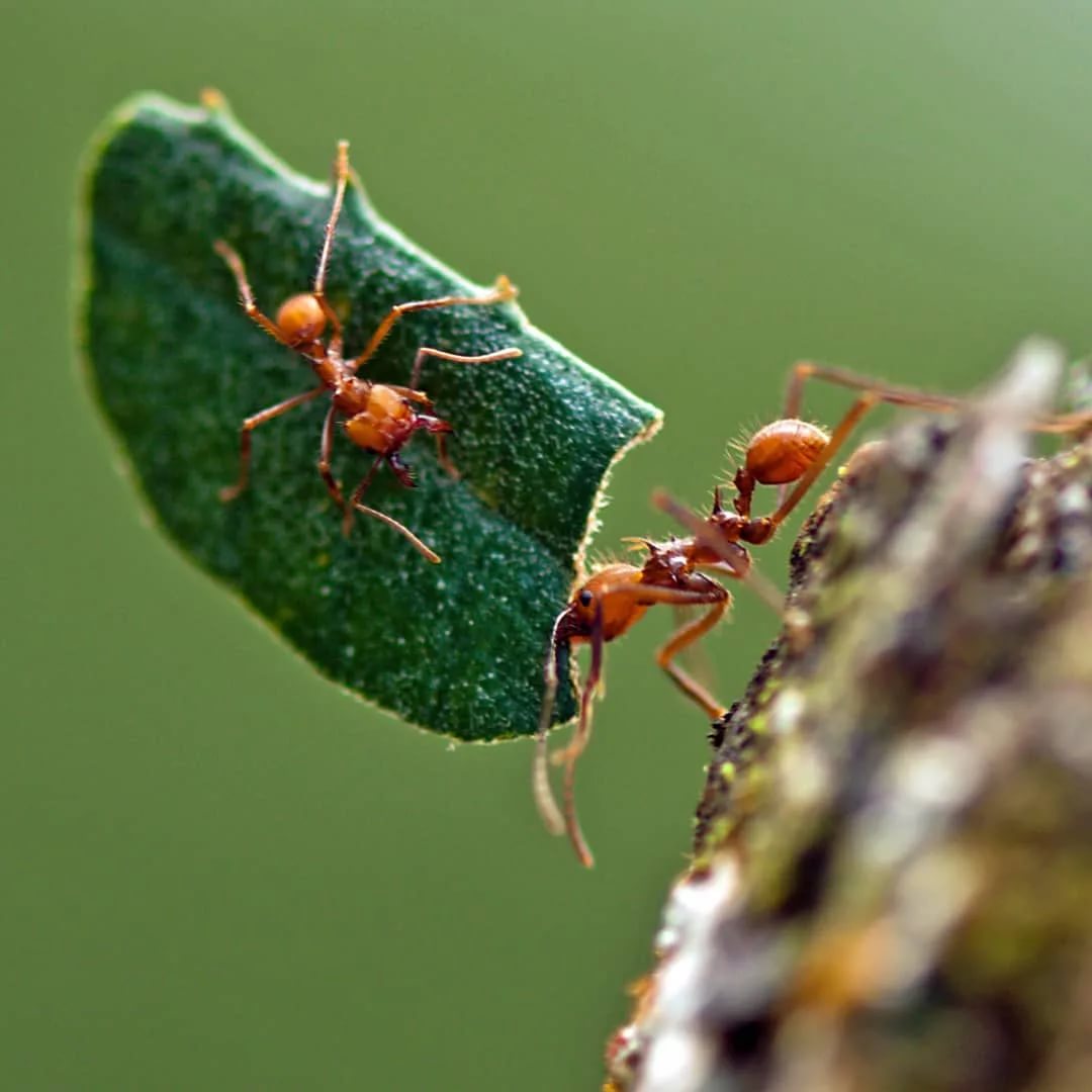 Муравей - 91 фото насекомого умеющего считать до десяти
