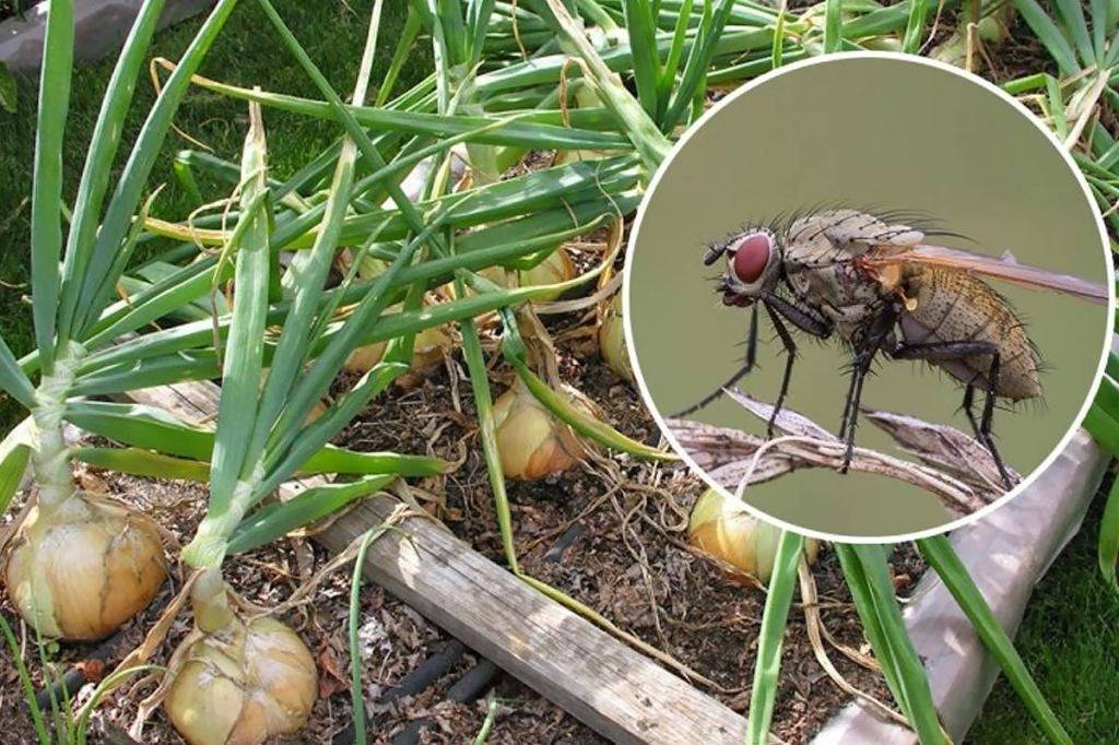 Как бороться с луковой мухой, чтобы не остаться без урожая