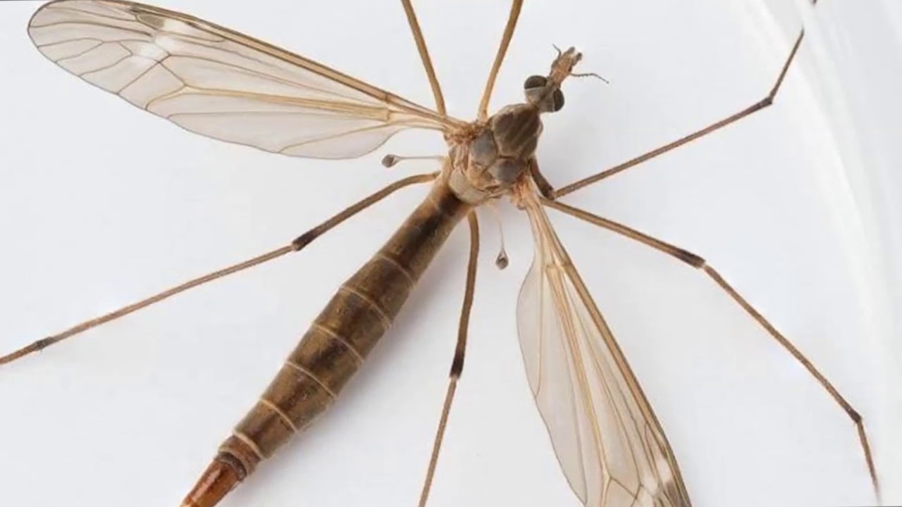 Большие комары: как называются, кусаются ли нет