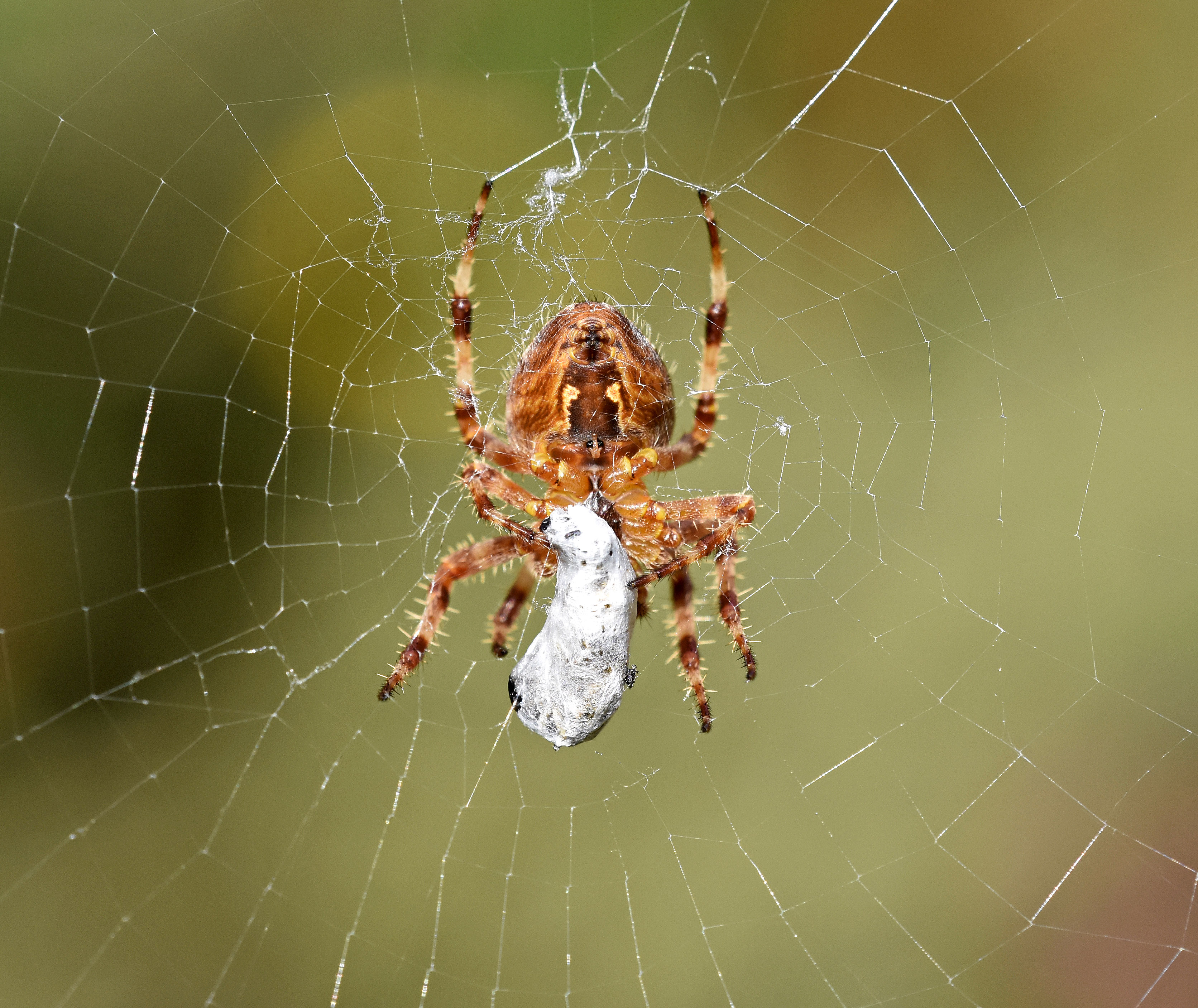 Строение паука-крестовика: внешние и внутренние особенности, образ жизни