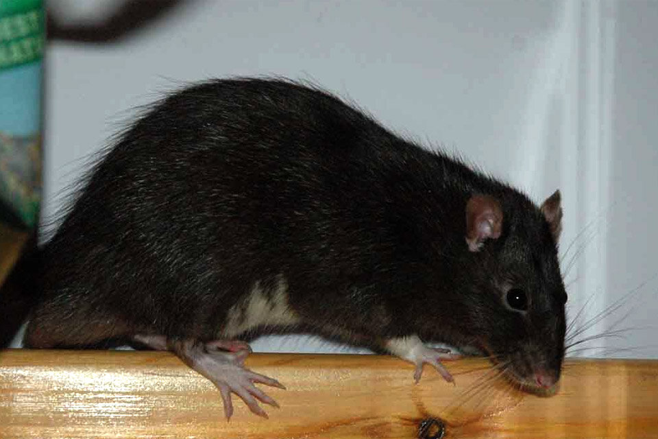Серая крыса пасюк: фото и описание жизни обычной амбарной вредительницы русский фермер