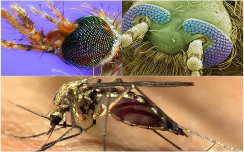 Комар – особенности существования и строения тела