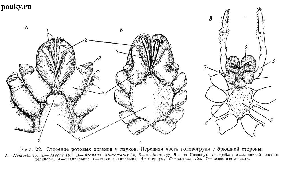 Хелицеры и педипальпы паука рисунок с подписями