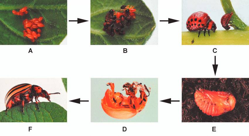 Эффективные способы борьбы с личинками колорадского жука