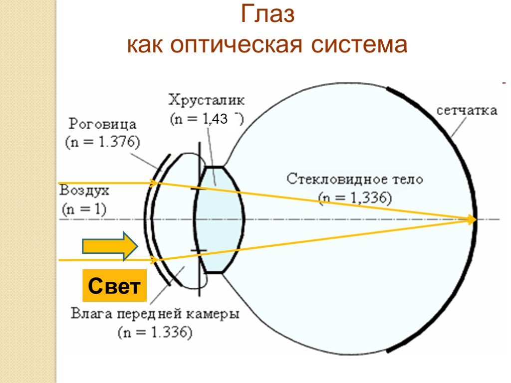 Оптический глаз. Оптическая система глаза строение глаза физика. Зрение человека с точки зрения физики. Оптическая система глаза физика схема. Строение глаза с точки зрения оптики.