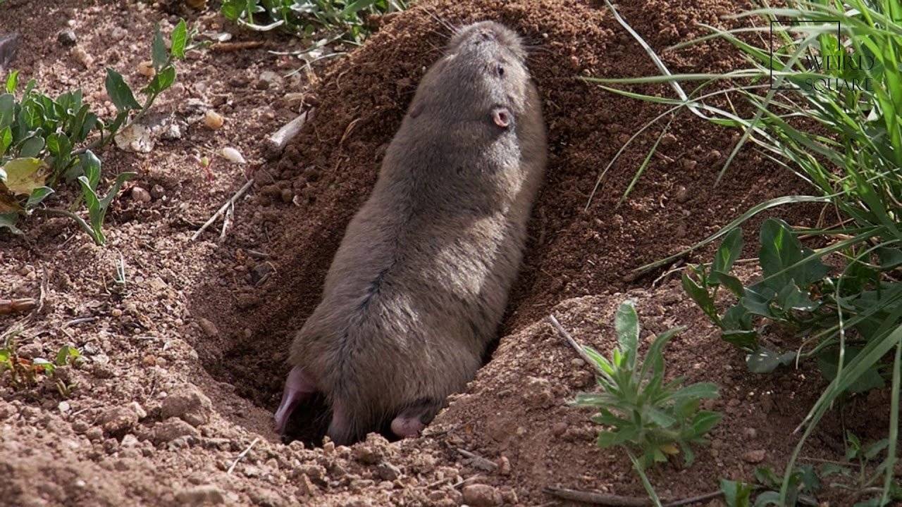 Земляная крыса в огороде: фото, меры борьбы