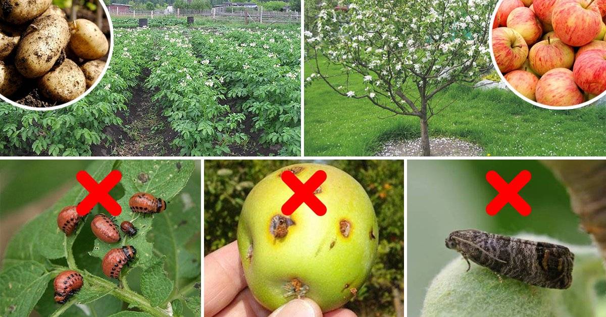 Плодожорка на яблоне: методы борьбы