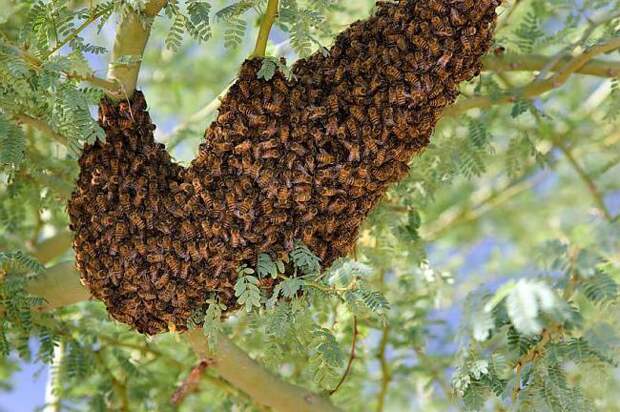 Интересные факты о пчелах, о которых мало кто знает