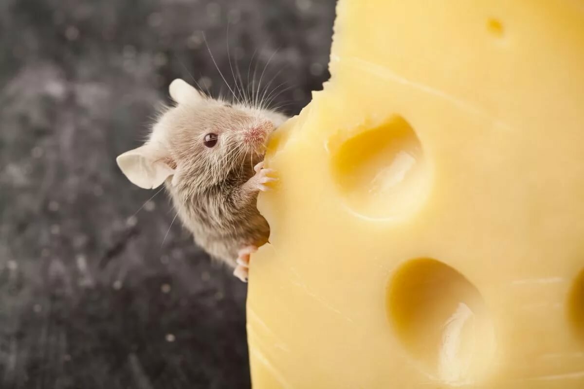 Действительно ли мыши любят сыр?
