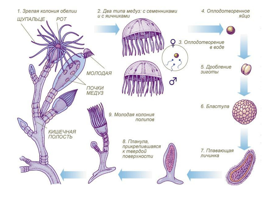 Стадия жизненного цикла медузы. Цикл развития гидроидной медузы обелии. Жизненный цикл ГИДРОИДА Aurelia. Жизненный цикл ГИДРОИДА обелии. Размножение гидроидных кишечнополостных.
