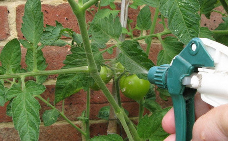 Белокрылка на томатах в теплице как избавиться