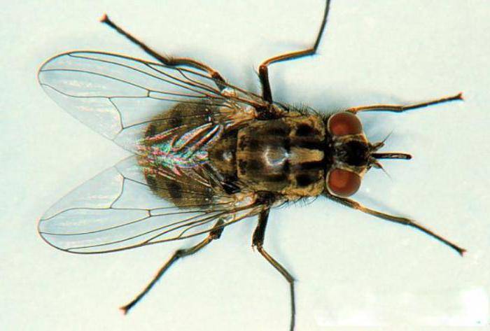 Муха кусается. почему кусаются мухи и можно ли защитить от них своего питомца