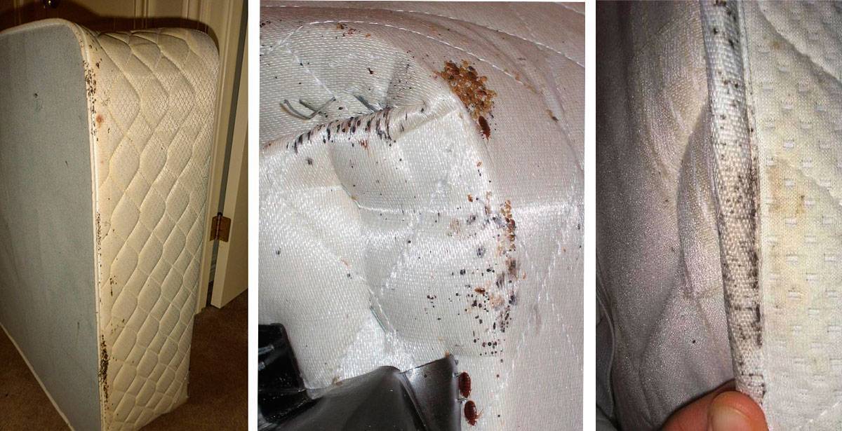 Диванные клопы. как выглядят, и как определить их присутствие в диванах / как избавится от насекомых в квартире