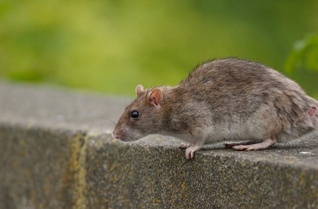 Вид грызуна - серая крыса