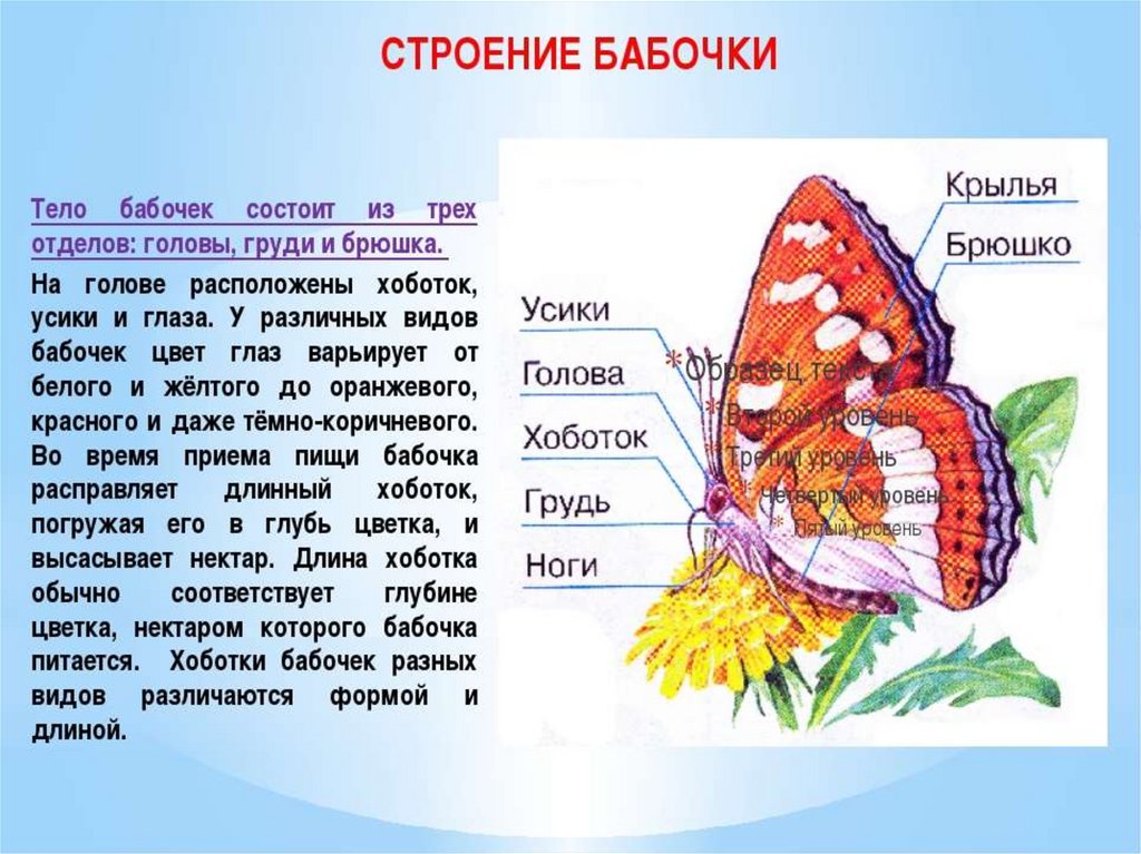 Насекомое бабочка: красивая и временами опасная