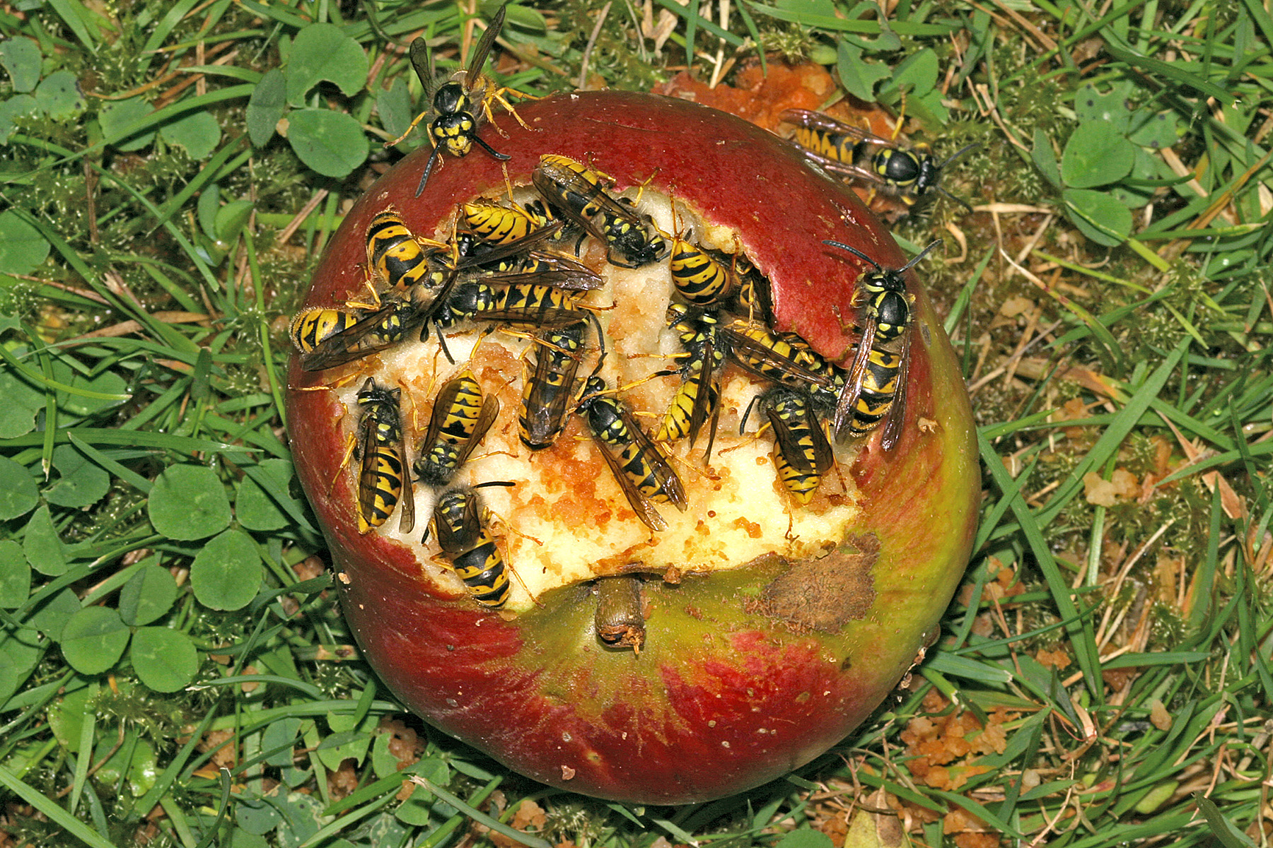 Чем питаются осы – рацион взрослых особей и личинок