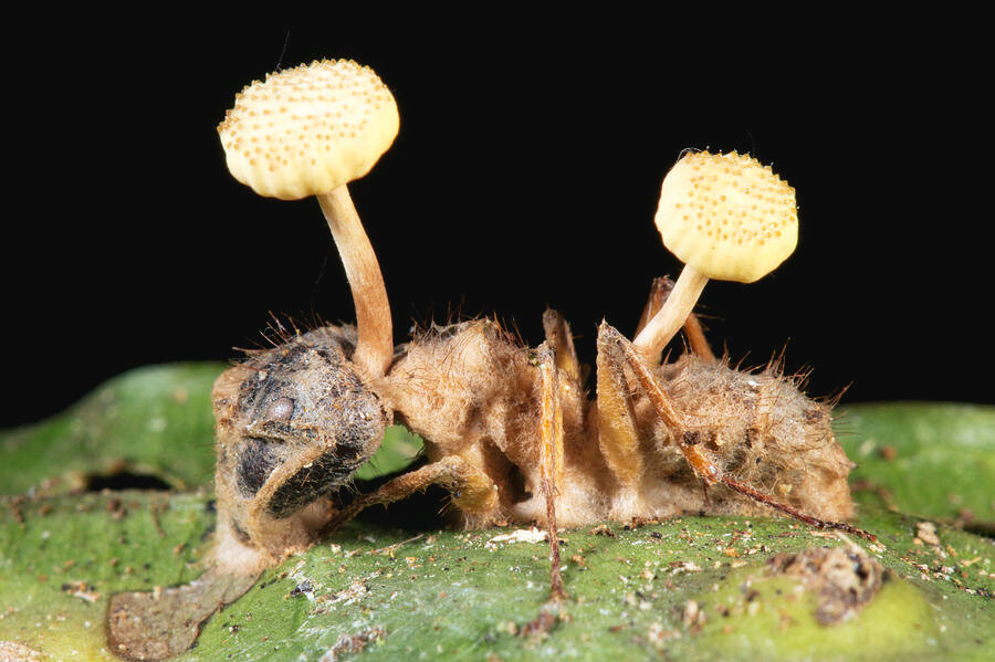 Кордицепс однобокий (гриб-паразит): общее описание, морфология, заражение муравьев и людей