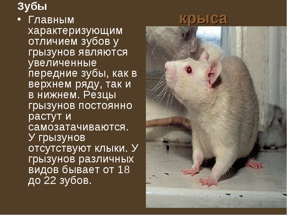 5 интересных фактов о домашних крысах питомцах