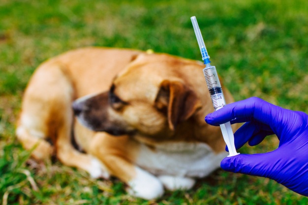 Прививки щенкам (собакам) до года: таблица, вакцины, подготовка и последствия