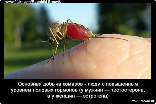 Сколько живут комары, как размножаются, сколько у них ног, какие виды бывают?
