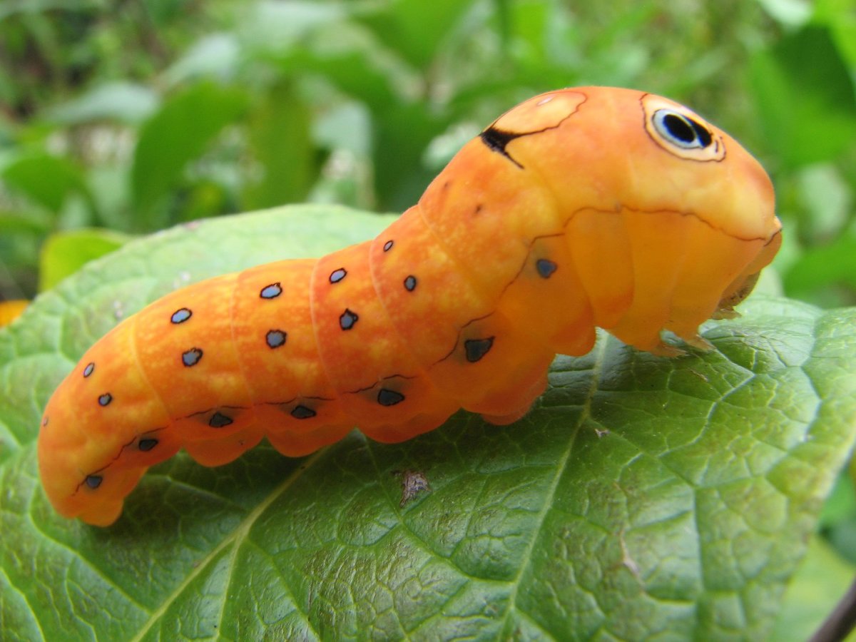 Papilio Troilus гусеница бабочка