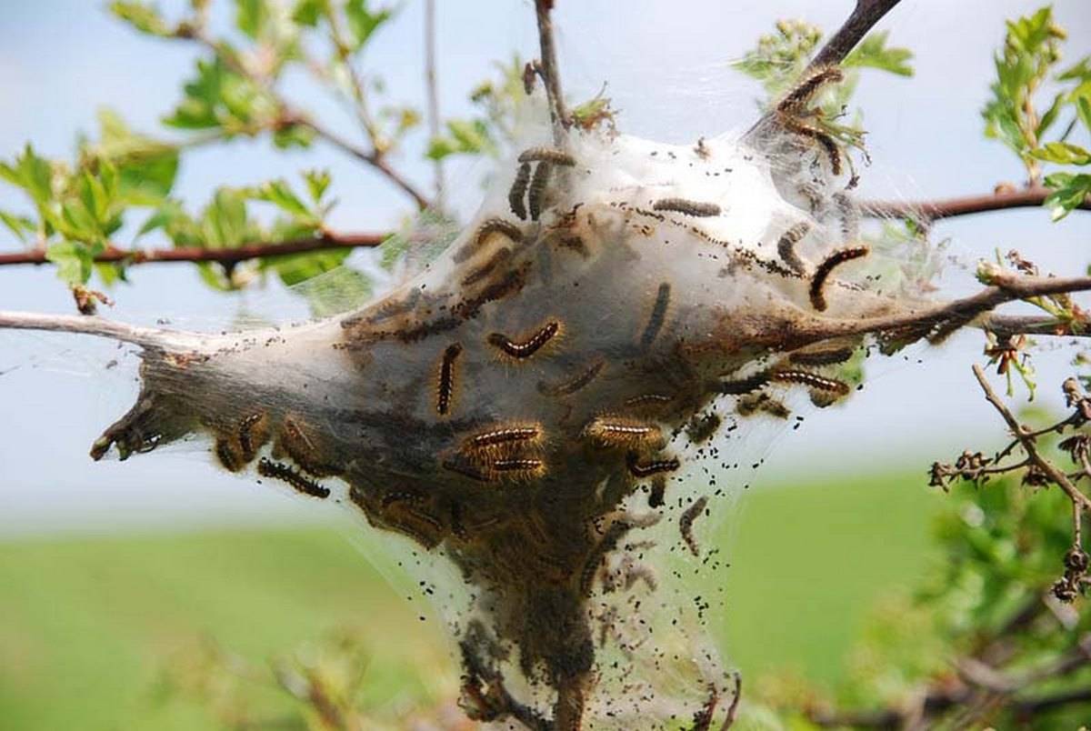 Кто ест колорадского жука: птицы и насекомые, как приучить кур клевать вредителей