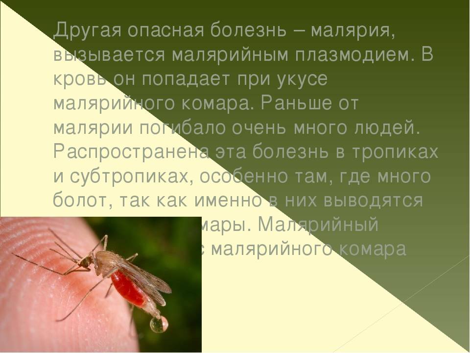 Малярия укусы комаров. Укус малярии малярийный комар. Малярия комар.
