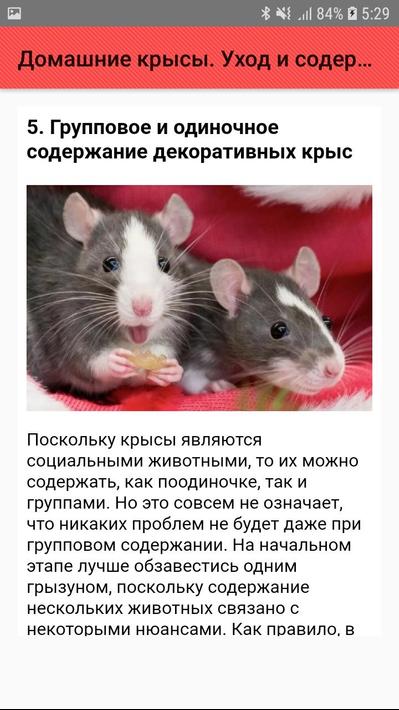 Продолжительность жизни домашней крысы - сколько лет, как продлить жизнь
